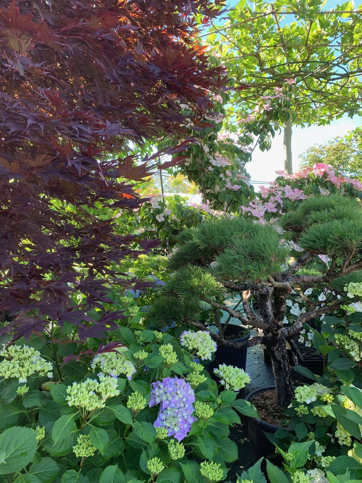 Quelles plantes choisir pour un jardin qui fleurit toute l'année